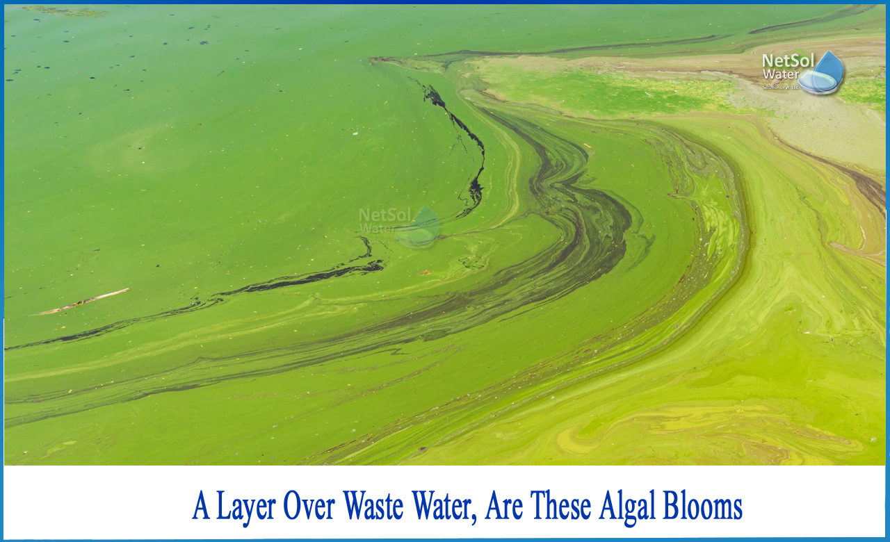 algal blooms in polluted water bodies are often formed by, why are algal blooms a problem, how do algal blooms affect other life in the surrounding area