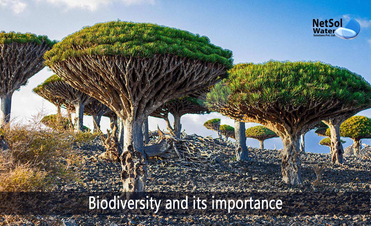 importance of biodiversity wikipedia, types of biodiversity, why is biodiversity important to humans