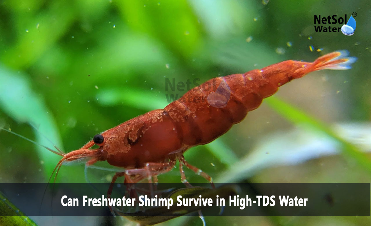 How does TDS affect shrimp, How to reduce TDS in shrimp tank, Can freshwater shrimp live in polluted water