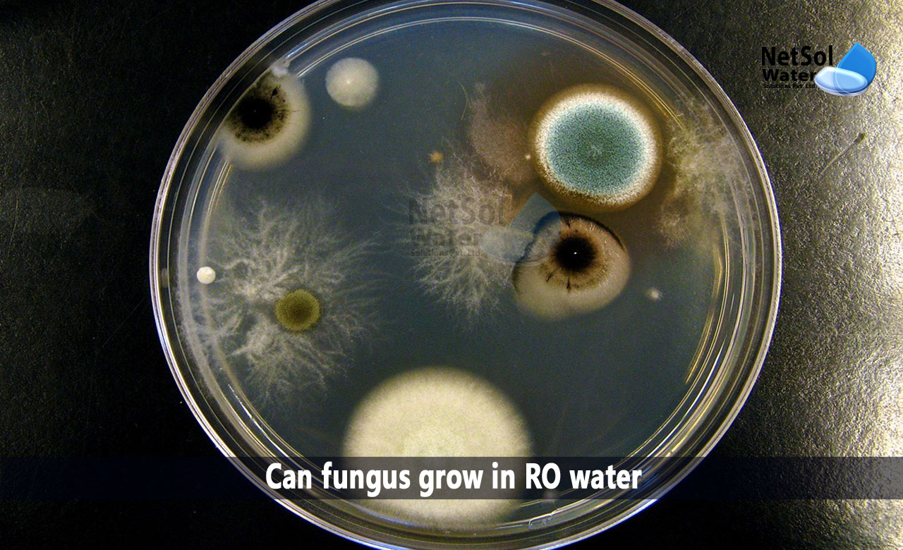 how to get rid of fungus in water, reverse osmosis water filter, Can fungus grow in RO water