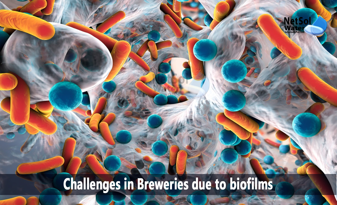 challenges of biofilms, Challenges in Breweries due to biofilms, brewery meaning