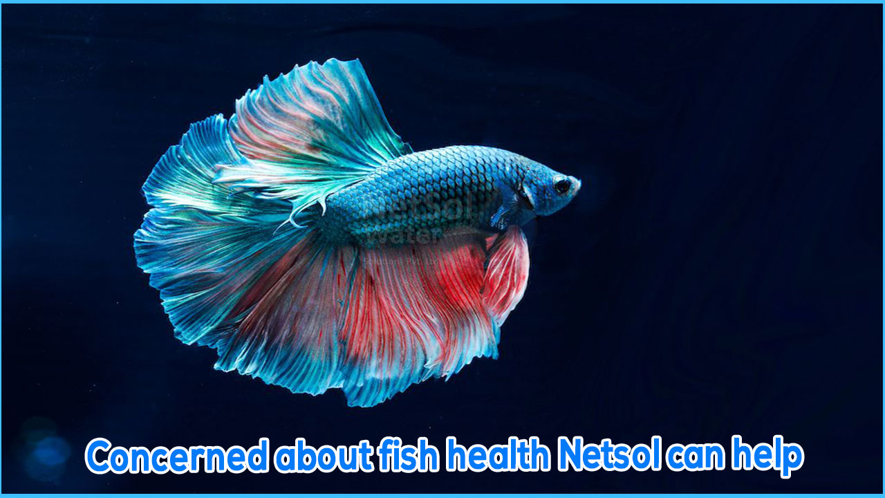 Concerned about fish health Netsol can help