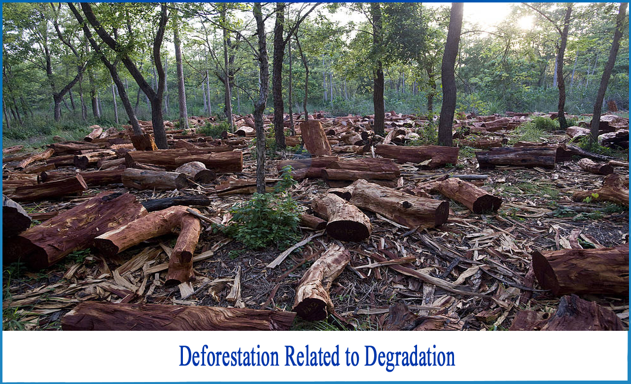 effects of deforestation, what is deforestation and degradation, causes of forest degradation