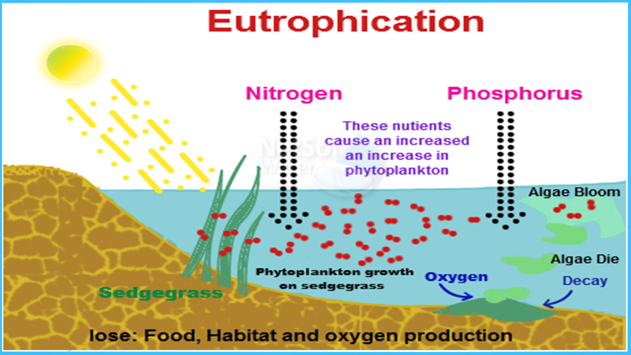 what causes cultural eutrophication