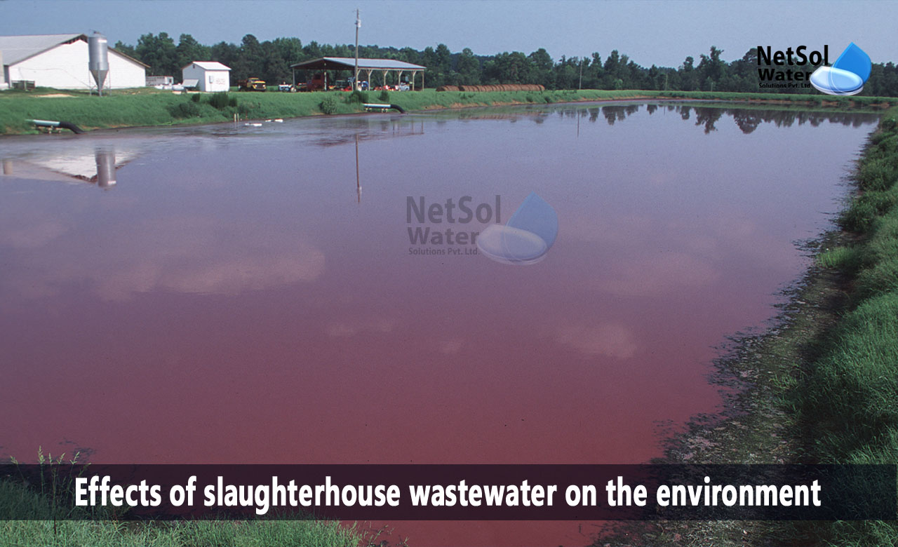 effects of slaughterhouse on the environment, what is abattoir effluent, impact of abattoir waste on the environment