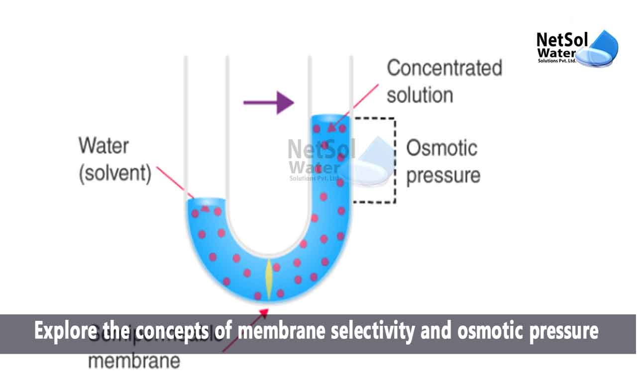 What is the concepts of membrane selectivity and osmotic pressure