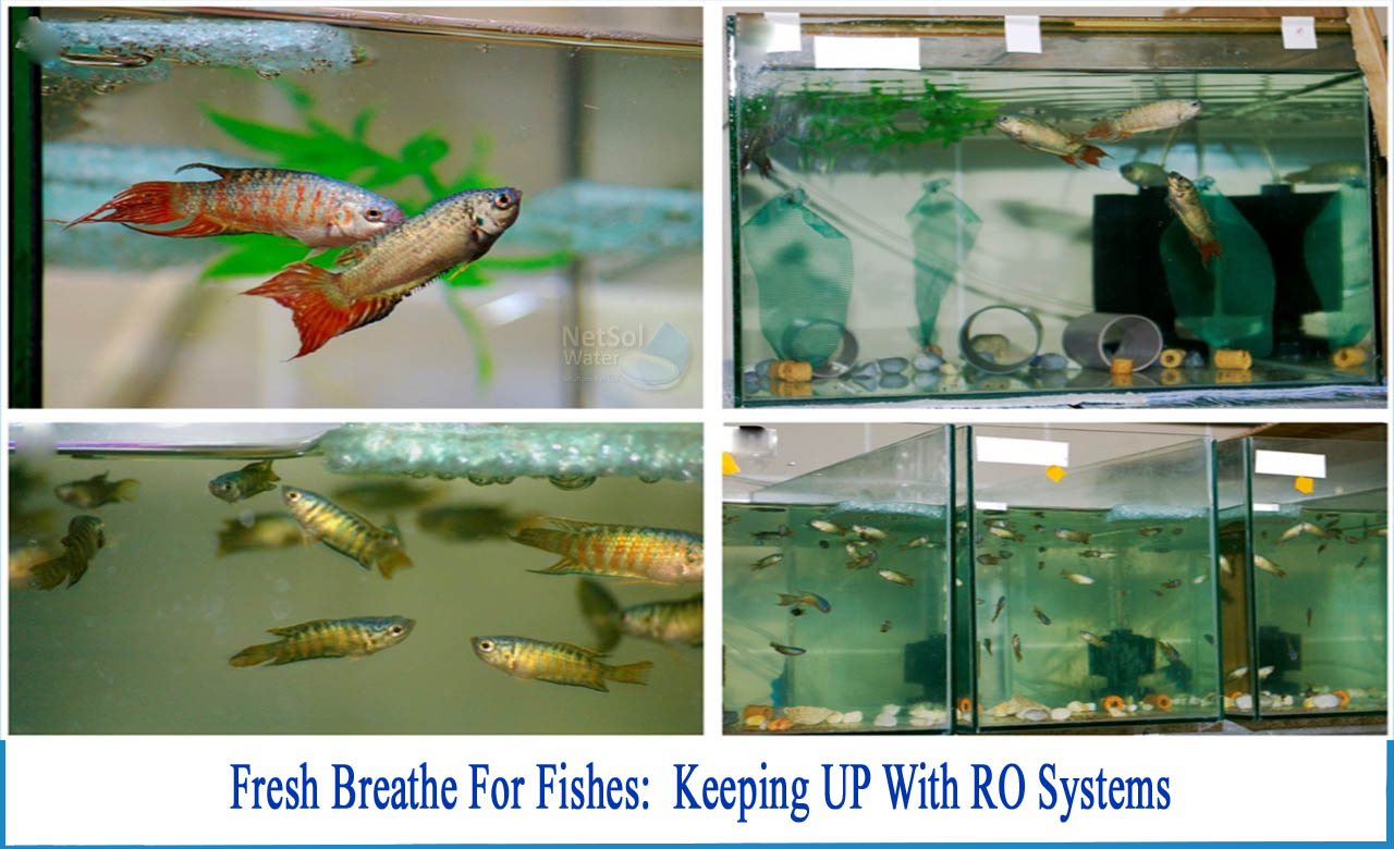 best reverse osmosis system for aquarium, can i use filtered water for fish tank, how to setup a reverse osmosis system for aquarium