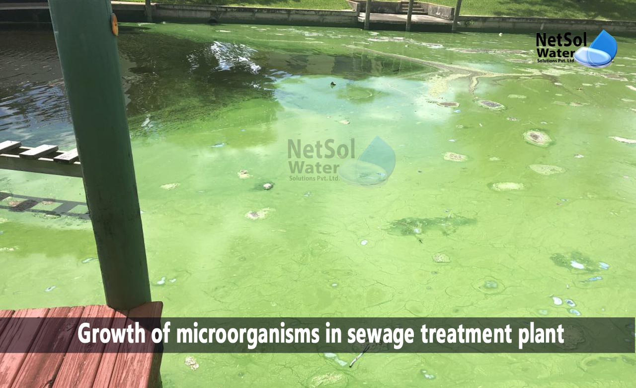role of microbes in sewage treatment, list of bacteria used in sewage treatment, microbes in sewage treatment