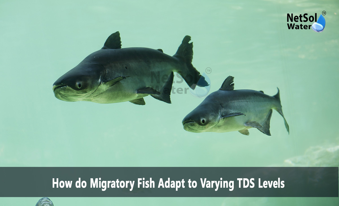 How does TDS affect fish, Effects of total dissolved solids on aquatic organisms, River water TDS