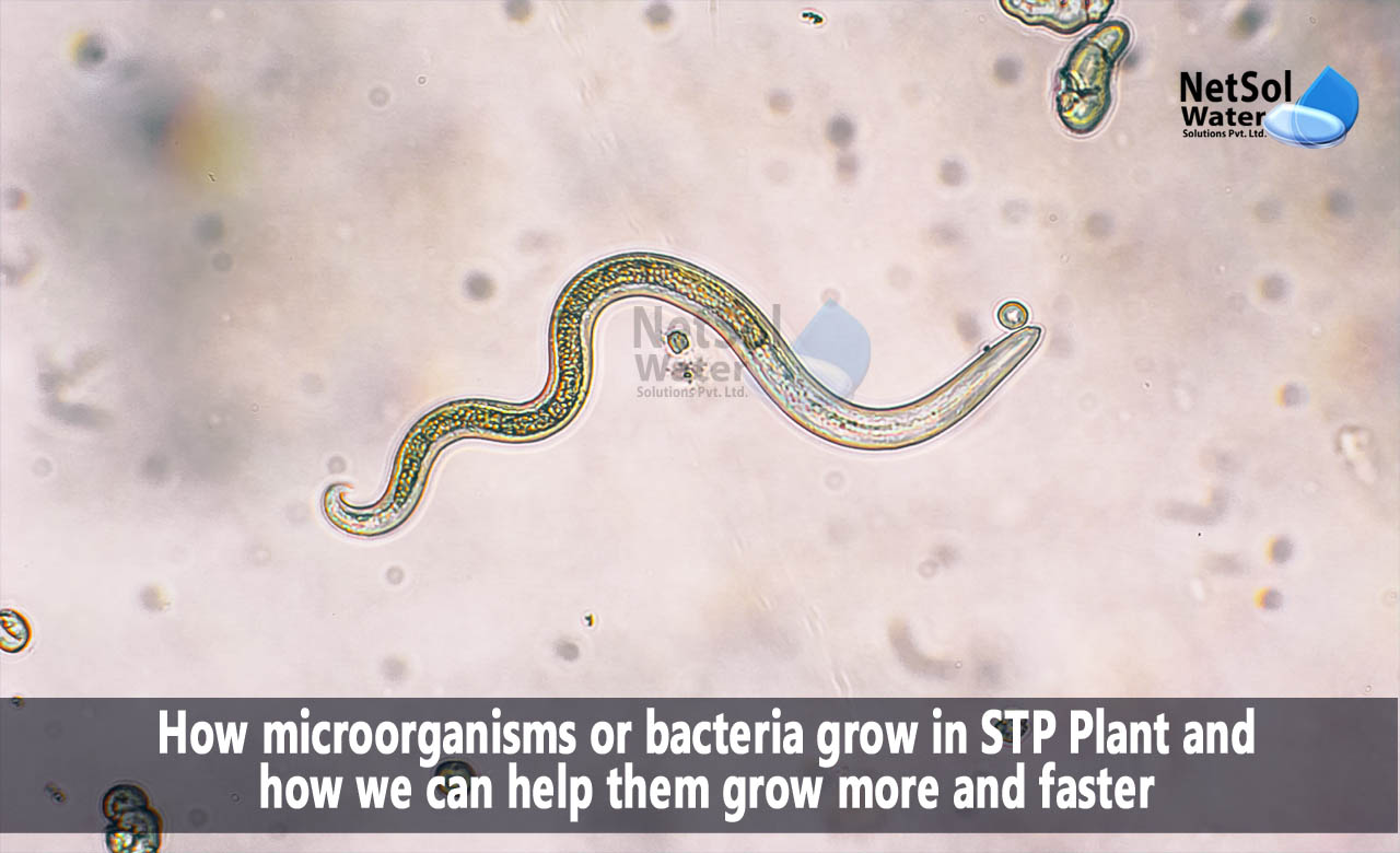 How can we help microorganisms/bacteria grow more and faster in STPs, why are bacteria used in sewage treatment, list of bacteria used in sewage treatment