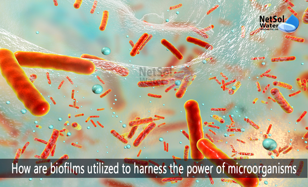 how are biofilms formed, what is a biofilm in microbiology, why are biofilms important