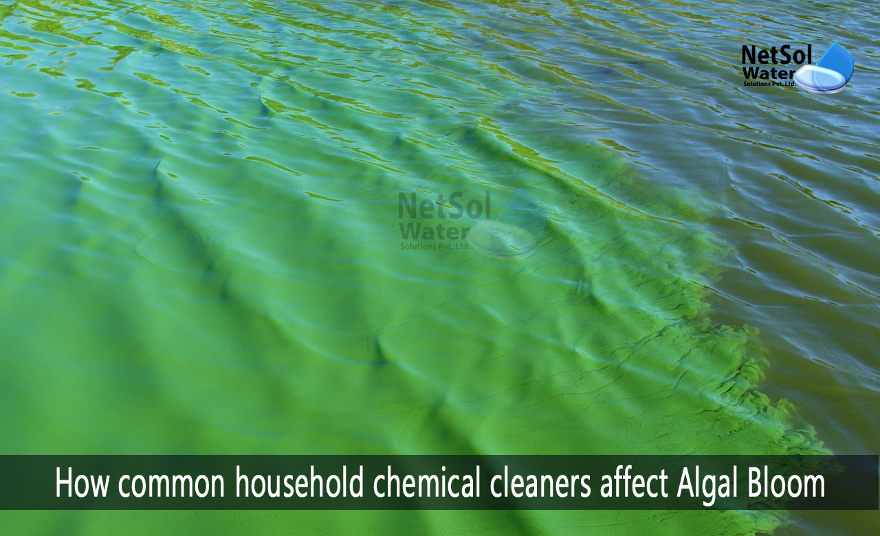 how can algae blooms be cleaned up, how to prevent algal blooms in ponds, what causes algal blooms in freshwater