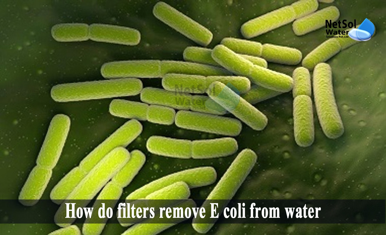how to remove e coli from water, best water filter for e coli, how to remove e coli from well water