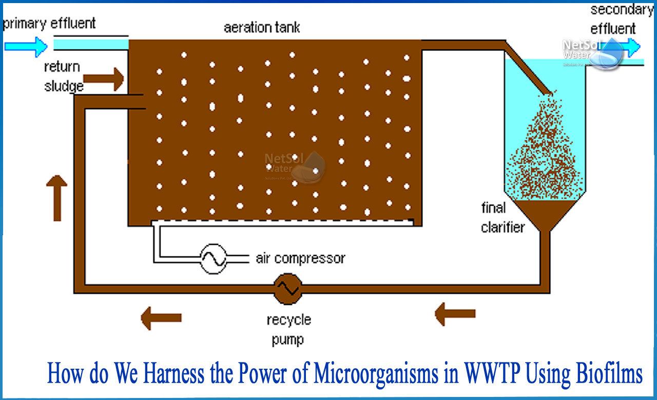 microbes in sewage treatment, wastewater treatment, what is sewage treatment, secondary treatment of sewage