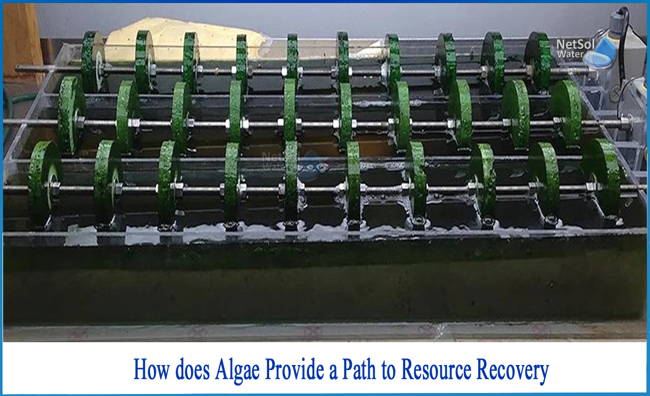 types of algae, importance of algae, How does Algae provide a path to resource recovery