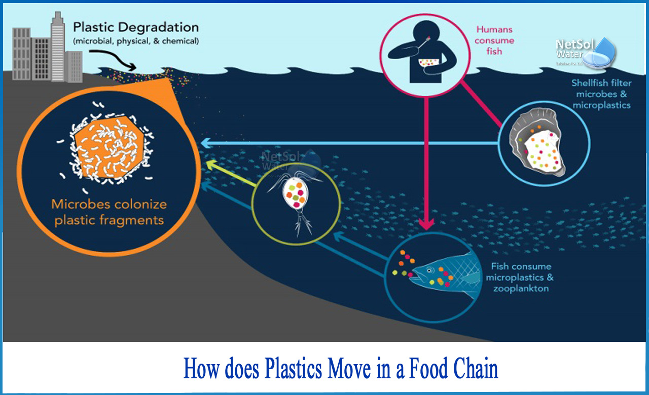 how plastic affects the food chain, plastic can have long term effects on the food chain true or false, how does plastic in the ocean affect the food chain