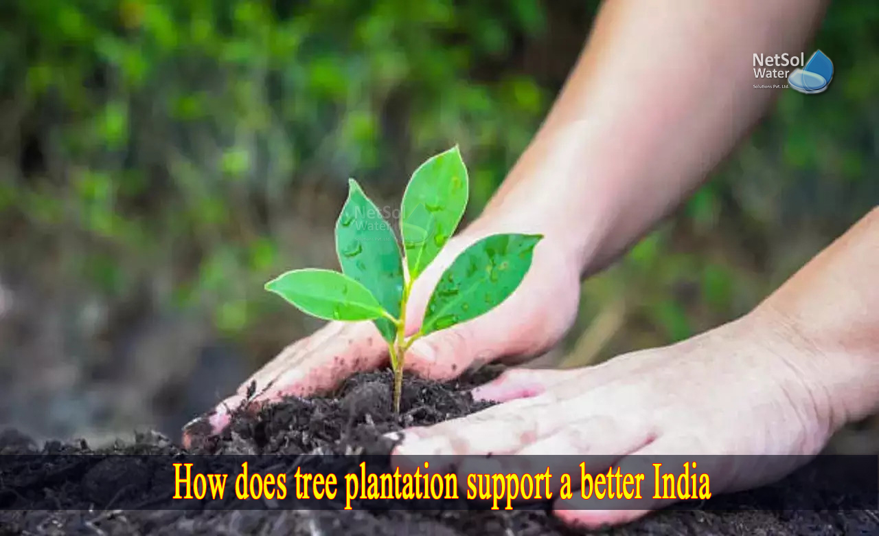 suggestions for tree plantation, innovative ideas for tree plantation, government tree planting programs india