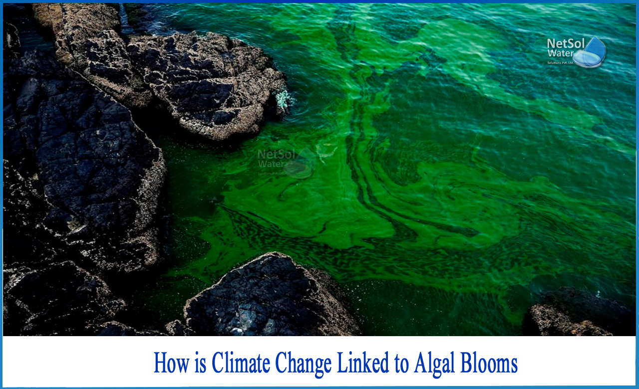 what causes algal blooms, algae climate change, climate change and harmful algal blooms insights and perspective