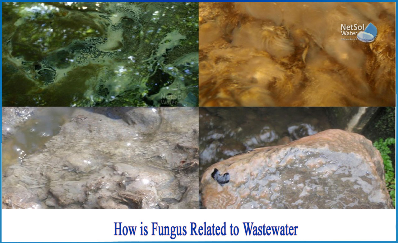 role of fungi in wastewater treatment, role of protozoa in wastewater treatment, important microorganisms in wastewater treatment, biological treatment method of industrial waste using fungi