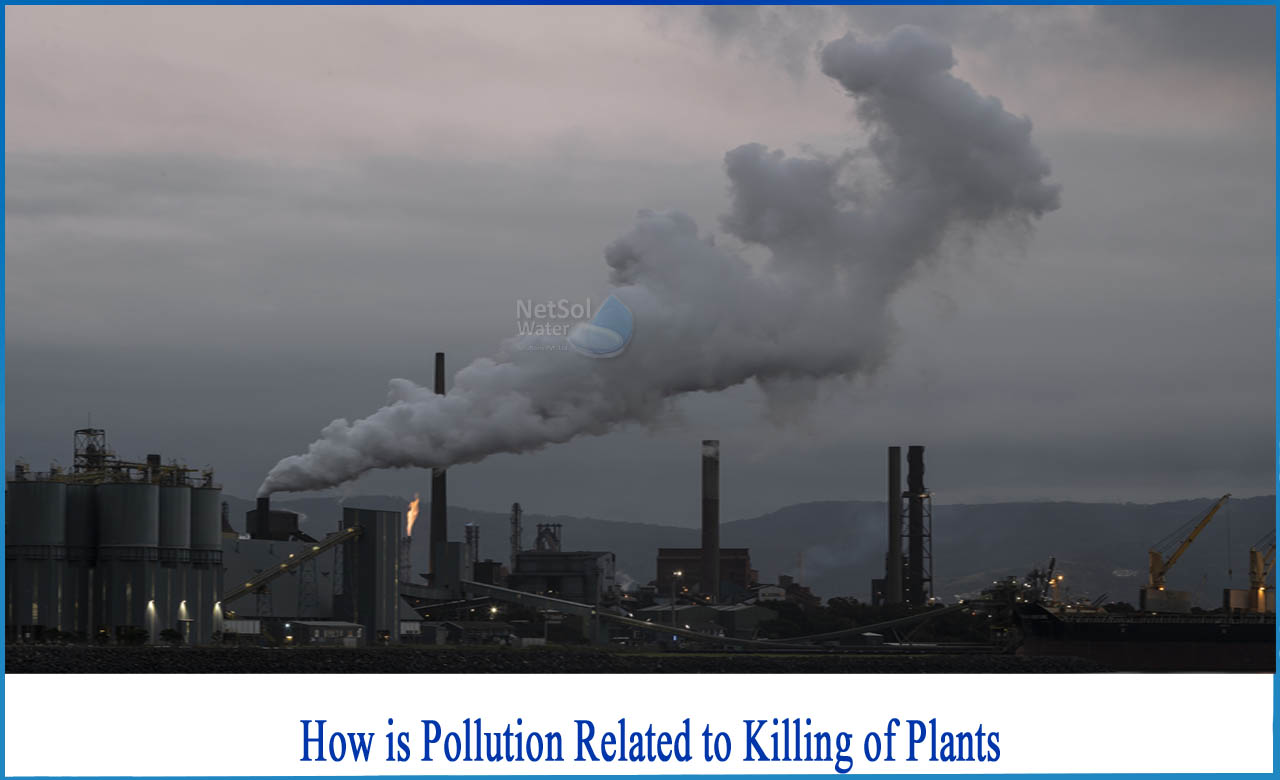 effects of air pollution on plants, how does pollution affect plants, effects of pollution on plants and animals