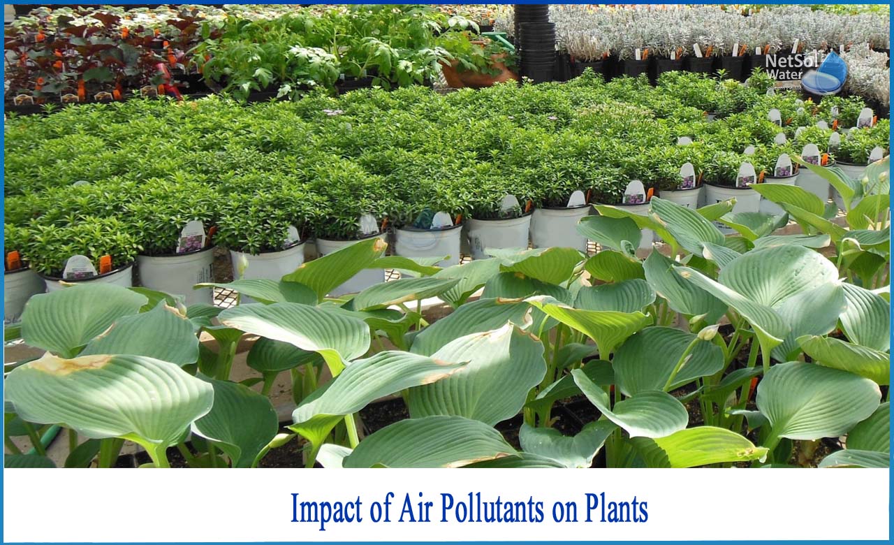effects of air pollution on plants animals and humans, effects of pollution on plants, effects of air pollution on animals