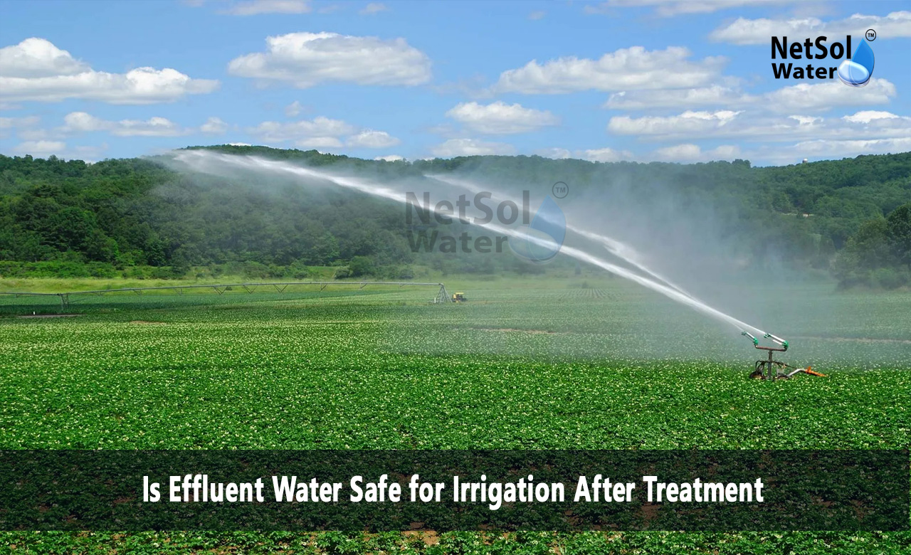 What happens to effluent after it is treated, Is effluent water safe, Can effluent water be used for irrigation