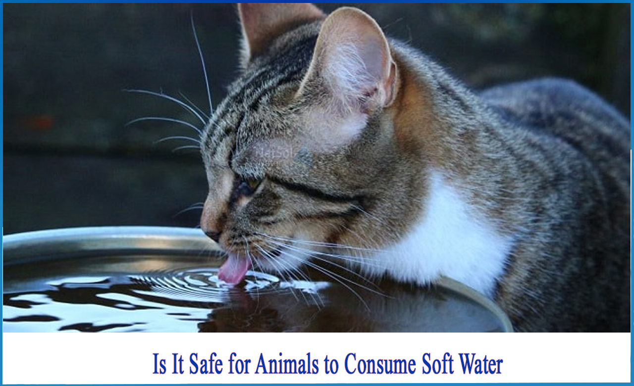 can you water plants with soft water, is soft water safe to drink, is water softener salt safe for pets