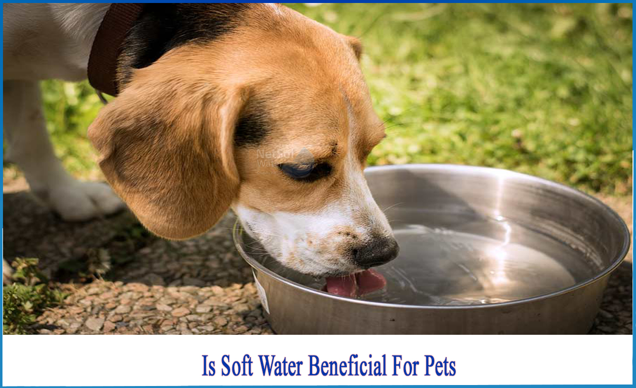 is soft water bad for plants, cats drinking softened water, is it safe to drink softened water