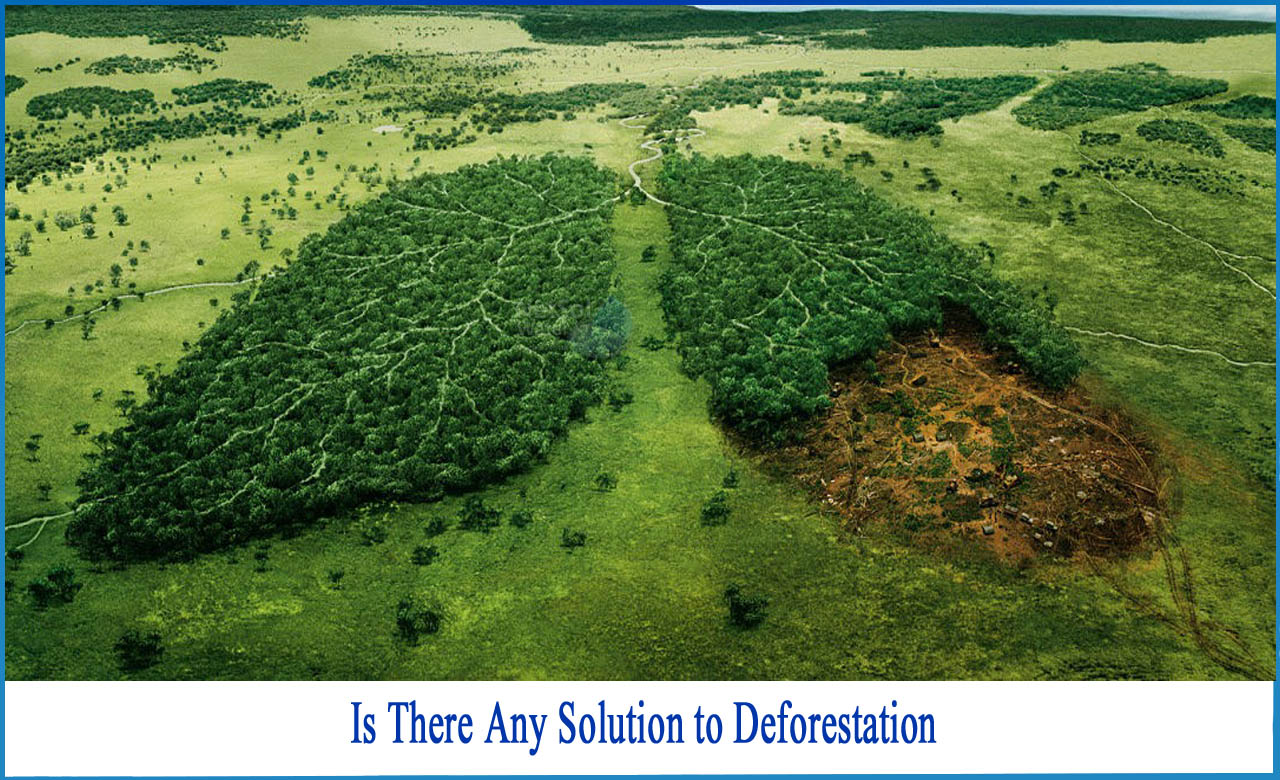 10 ways to stop deforestation, what causes deforestation, what are the effects of deforestation