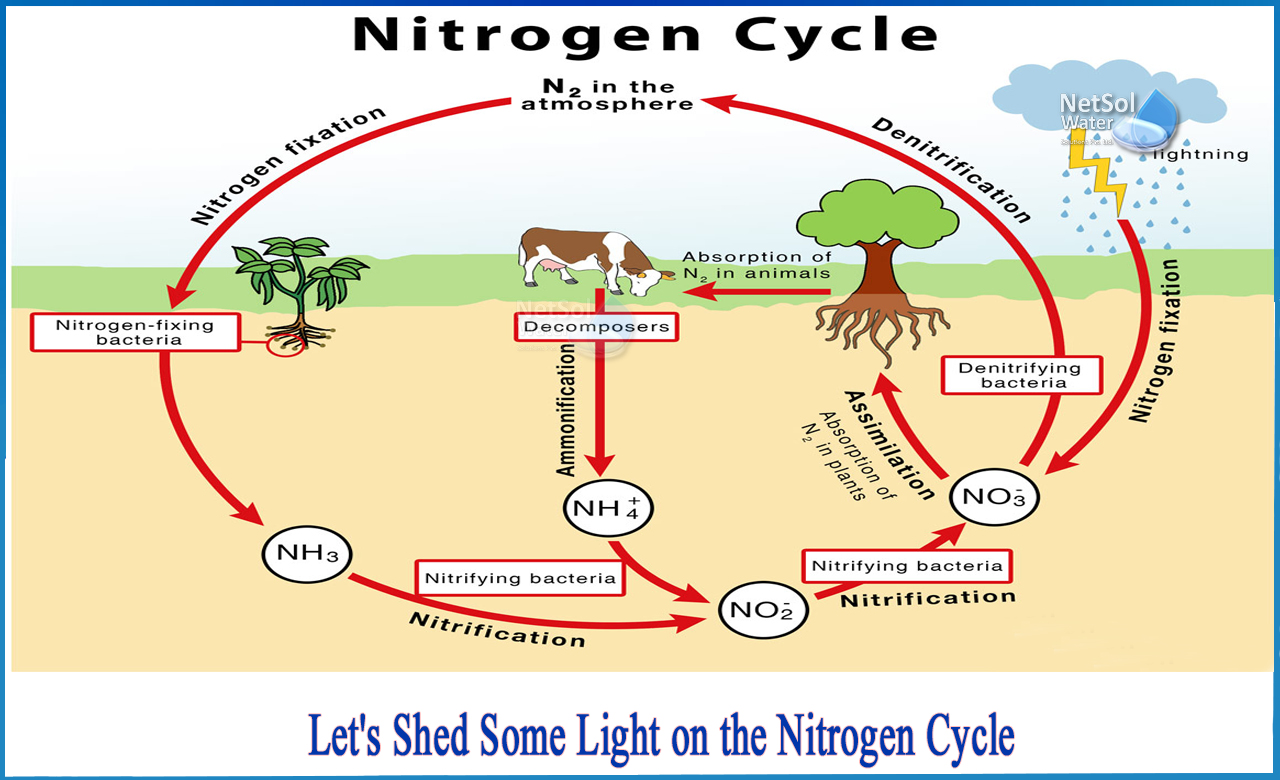 What is nitrogen cycle short answer