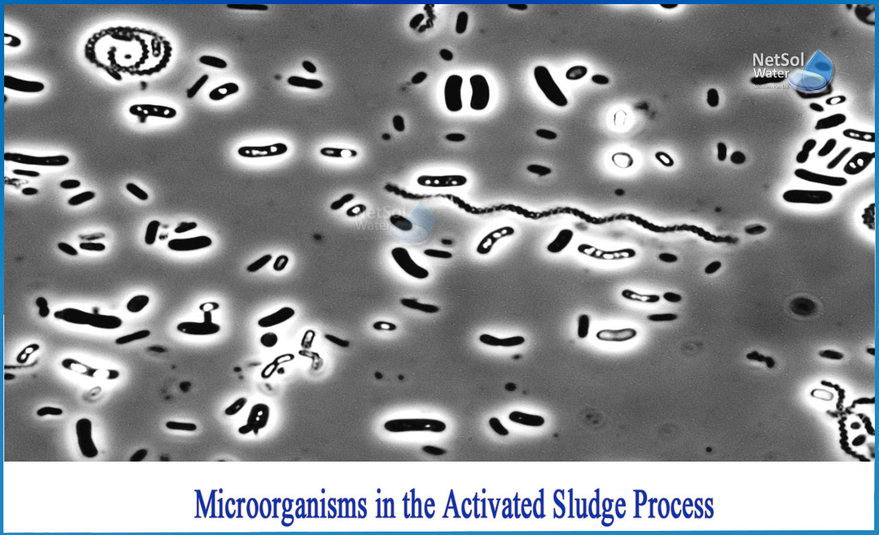 microorganisms in wastewater treatment plant, activated sludge microorganisms chart, activated sludge process steps, types of activated sludge process