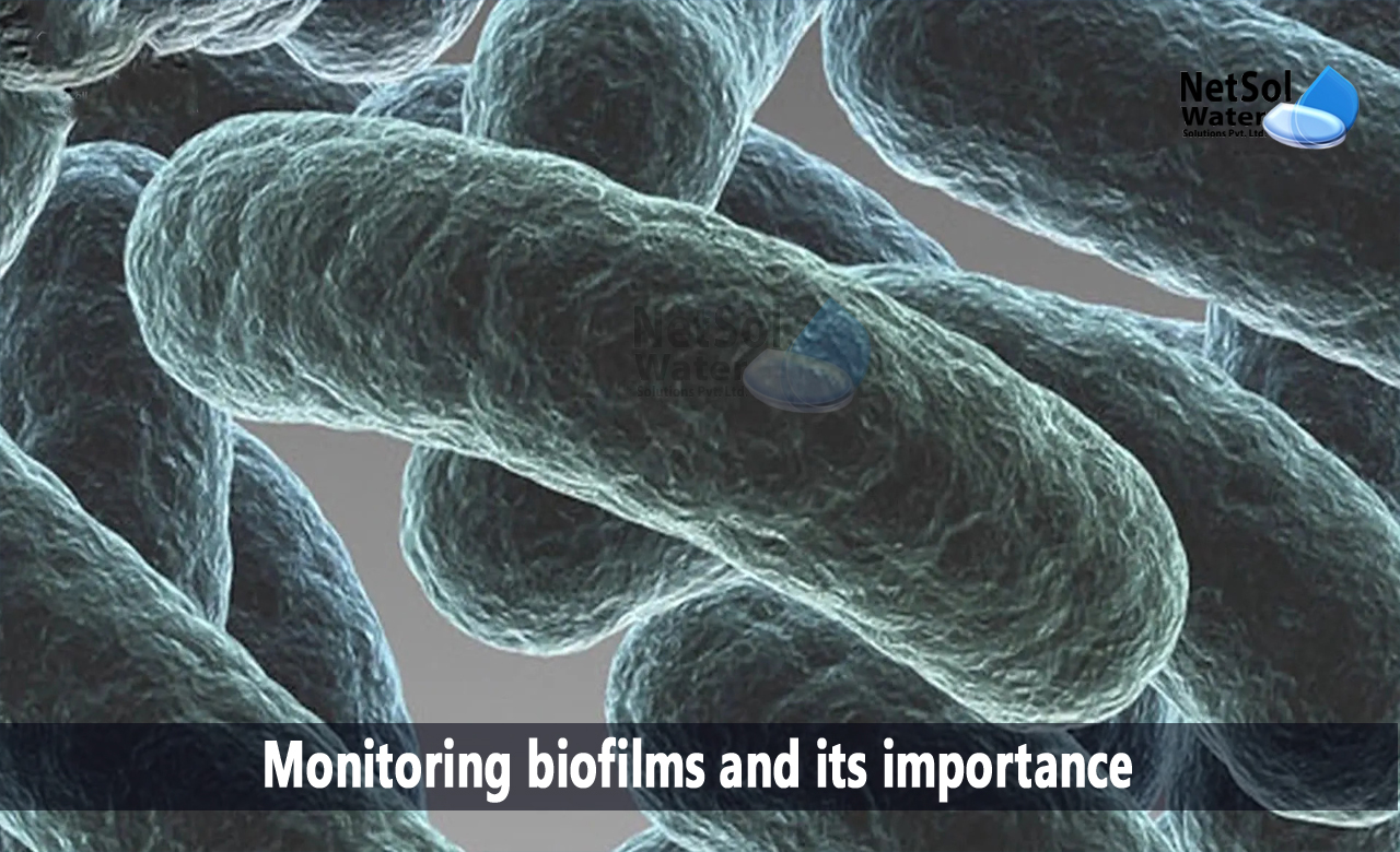 biofilm detection methods, importance of biofilms, biofilm importance and applications