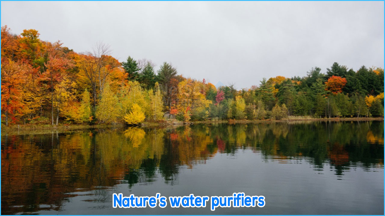 Natures water purifiers
