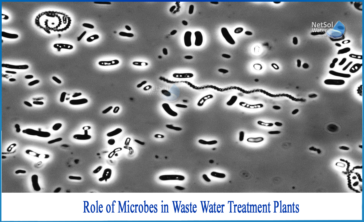 role of microbes in wastewater treatment, describe the role of microorganisms in sewage treatment, microbes in sewage treatment