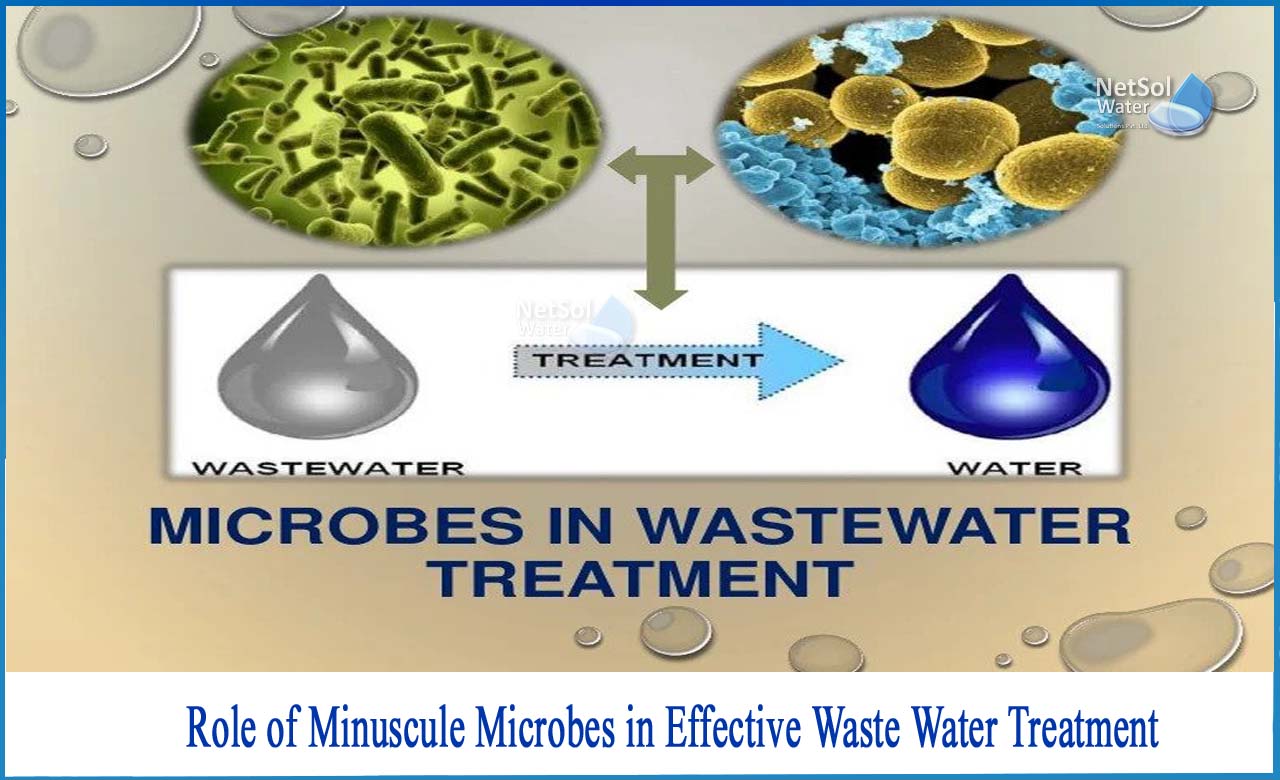 role of microorganisms in wastewater treatment, role of microbes in sewage treatment, anaerobic bacteria used in sewage treatment