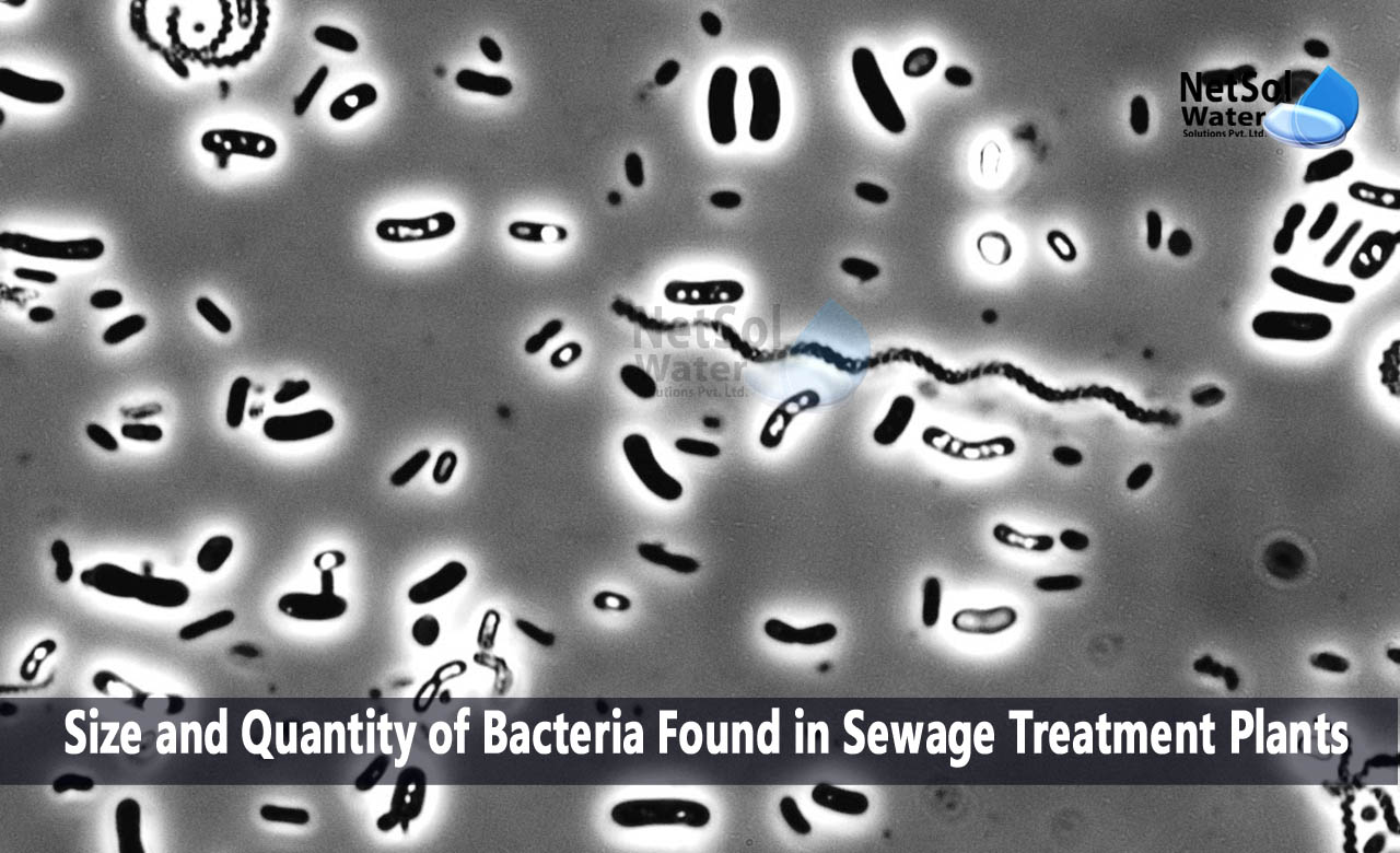 Impact of bacteria on wastewater treatment plant, Quantity of bacteria found in sewage, What environments contain bacteria