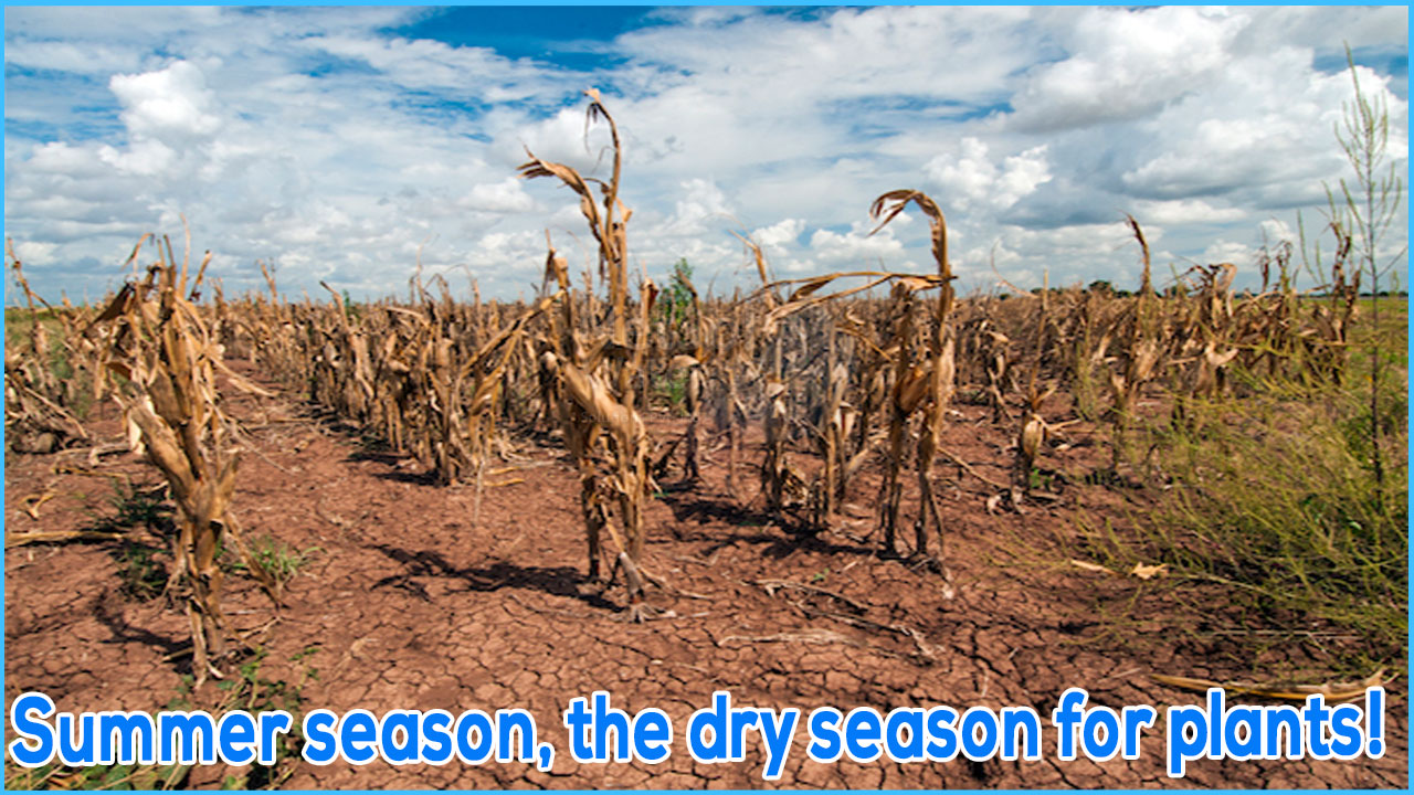 Summer season, the dry season for plants!