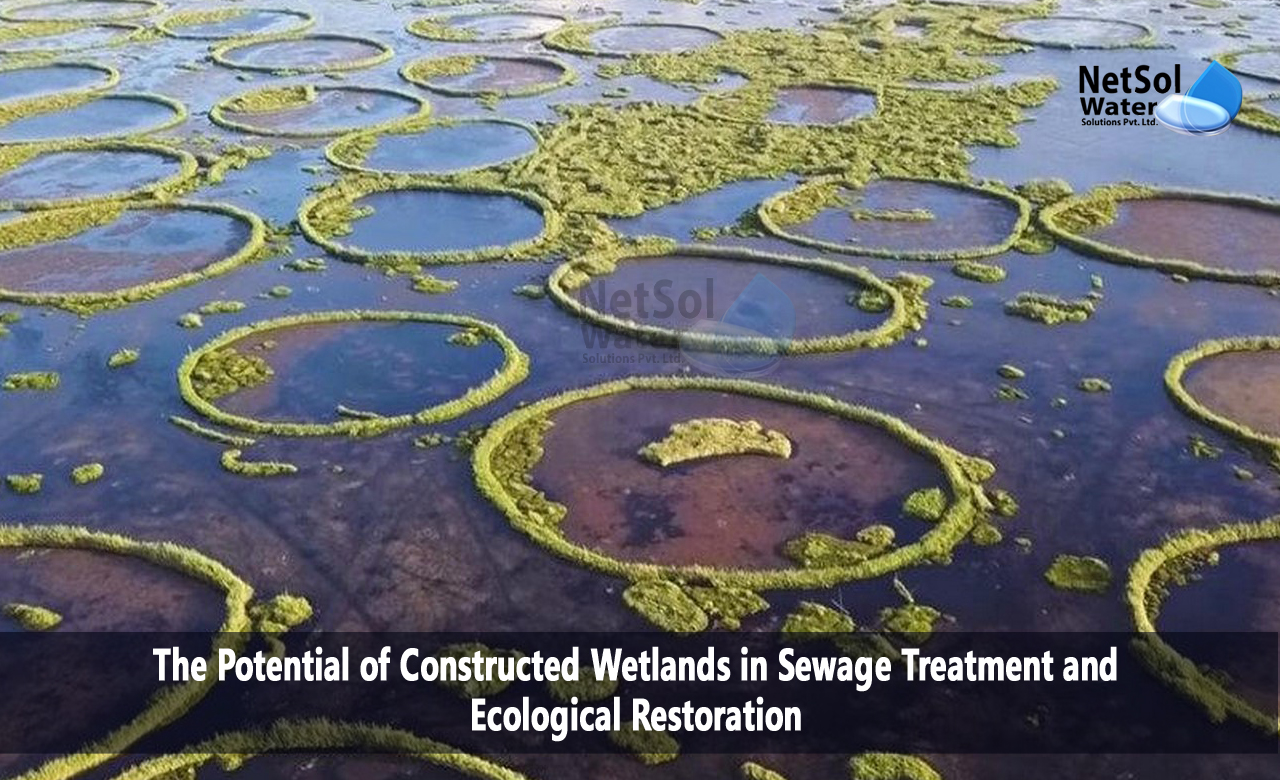 Potential of Constructed Wetlands in STP and Ecological Restoration