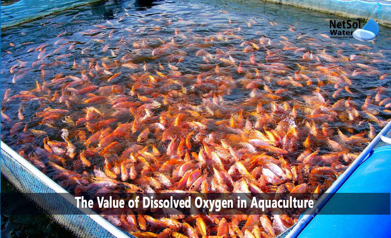 What is the value of Dissolved Oxygen in Aquaculture, Importance of Dissolved oxygen for aquatic life and aquaculture, Effects of zooplanktons on dissolved oxygen
