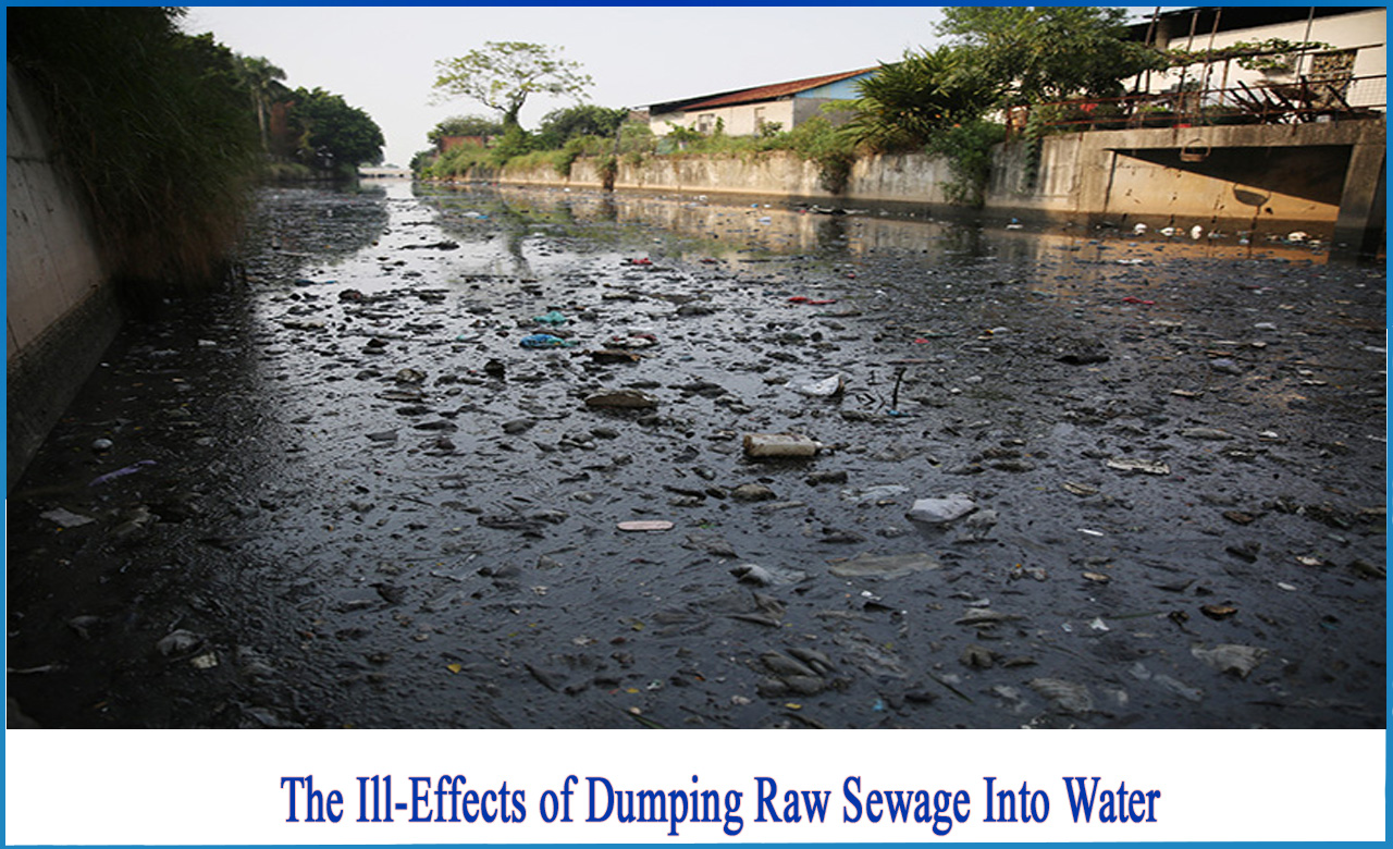what happens when more sewage is dumped into water, harmful effects of untreated sewage, why raw sewage has harmful effect on aquatic life, effects of sewage on environment