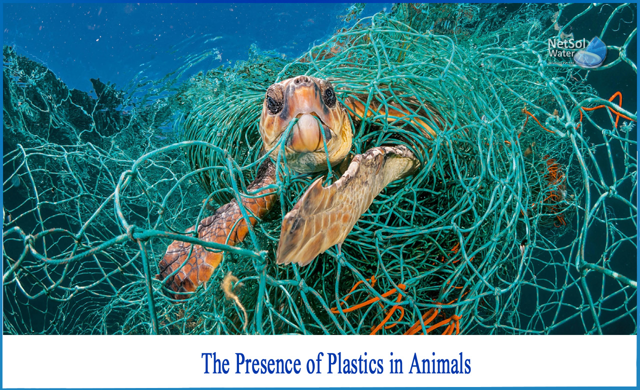 how does plastic affect land animals, describe how plastic pollution may affect the living tissues of animals, what causes plastic pollution