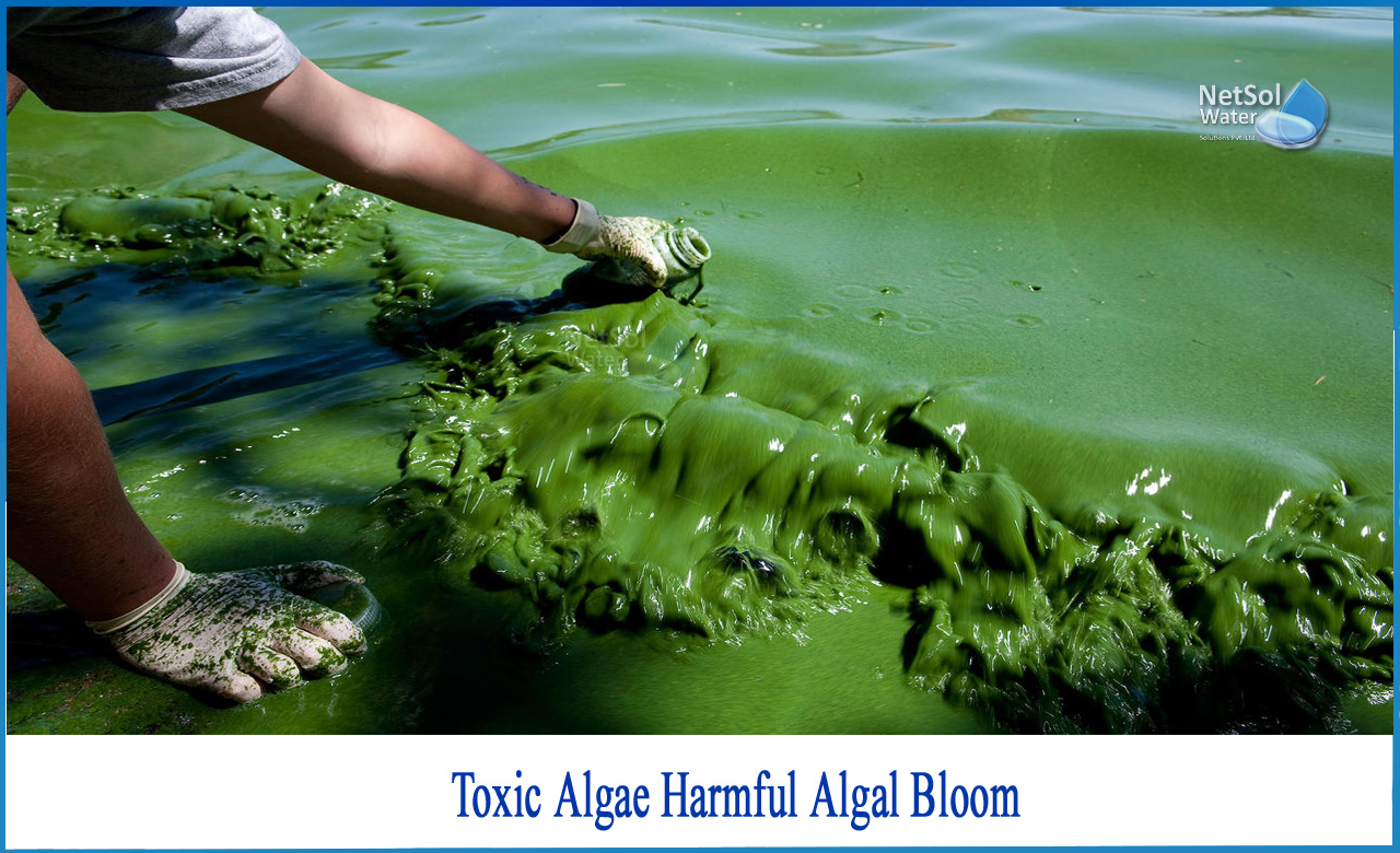 algal bloom is caused by which algae, harmful algal blooms effects on humans, what causes harmful algal blooms