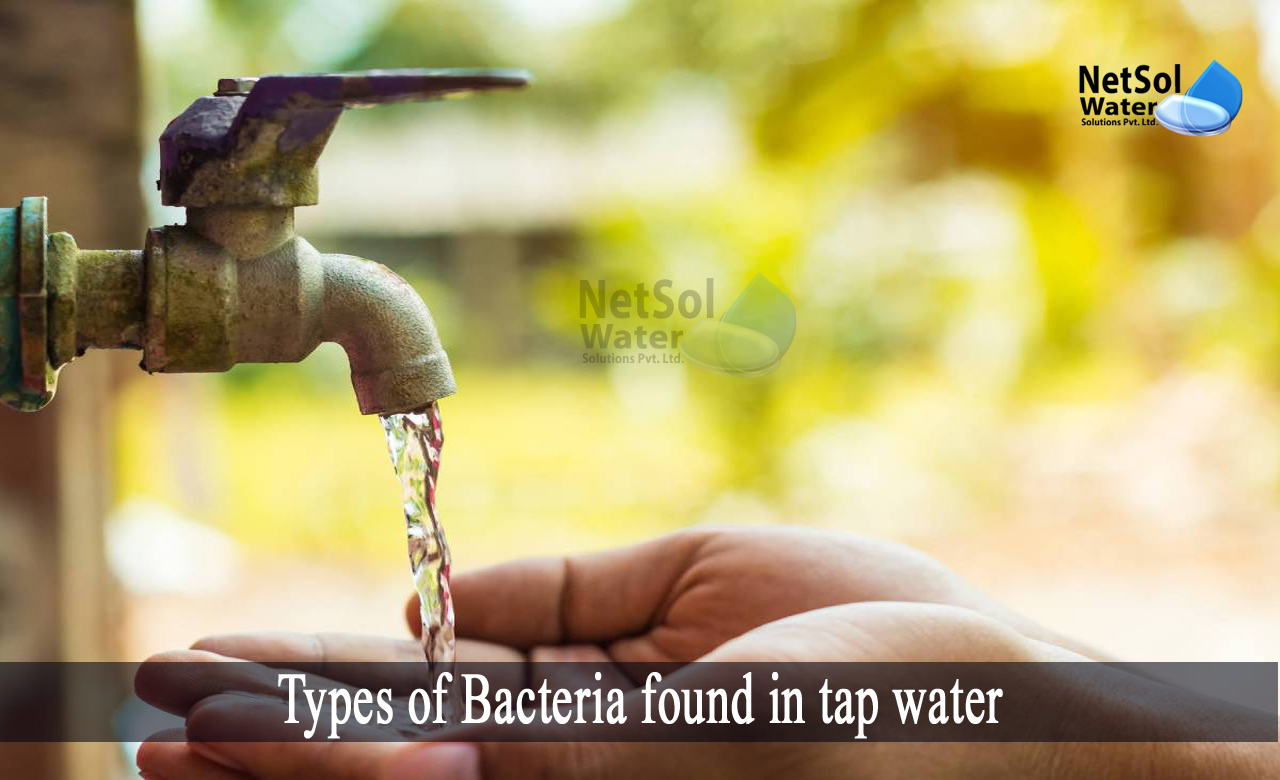 bacteria found in water, bacteria in drinking water symptoms, Types of Bacteria found in tap water