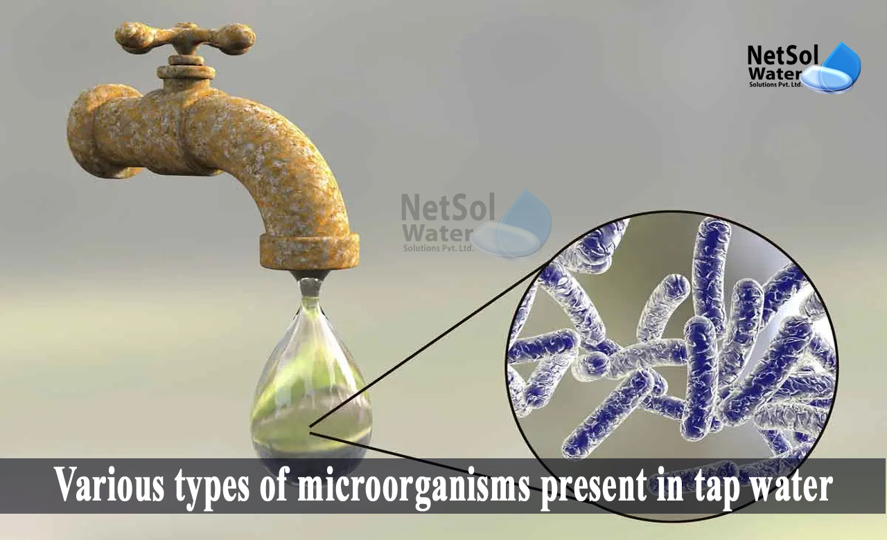 what are the microorganisms present in water, bacteria found in tap water, sources of microorganisms in water