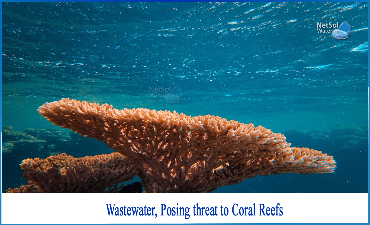 is pesticides a threat to coral reefs, which of the following is a threat to coral reefs, how can we protect coral reefs