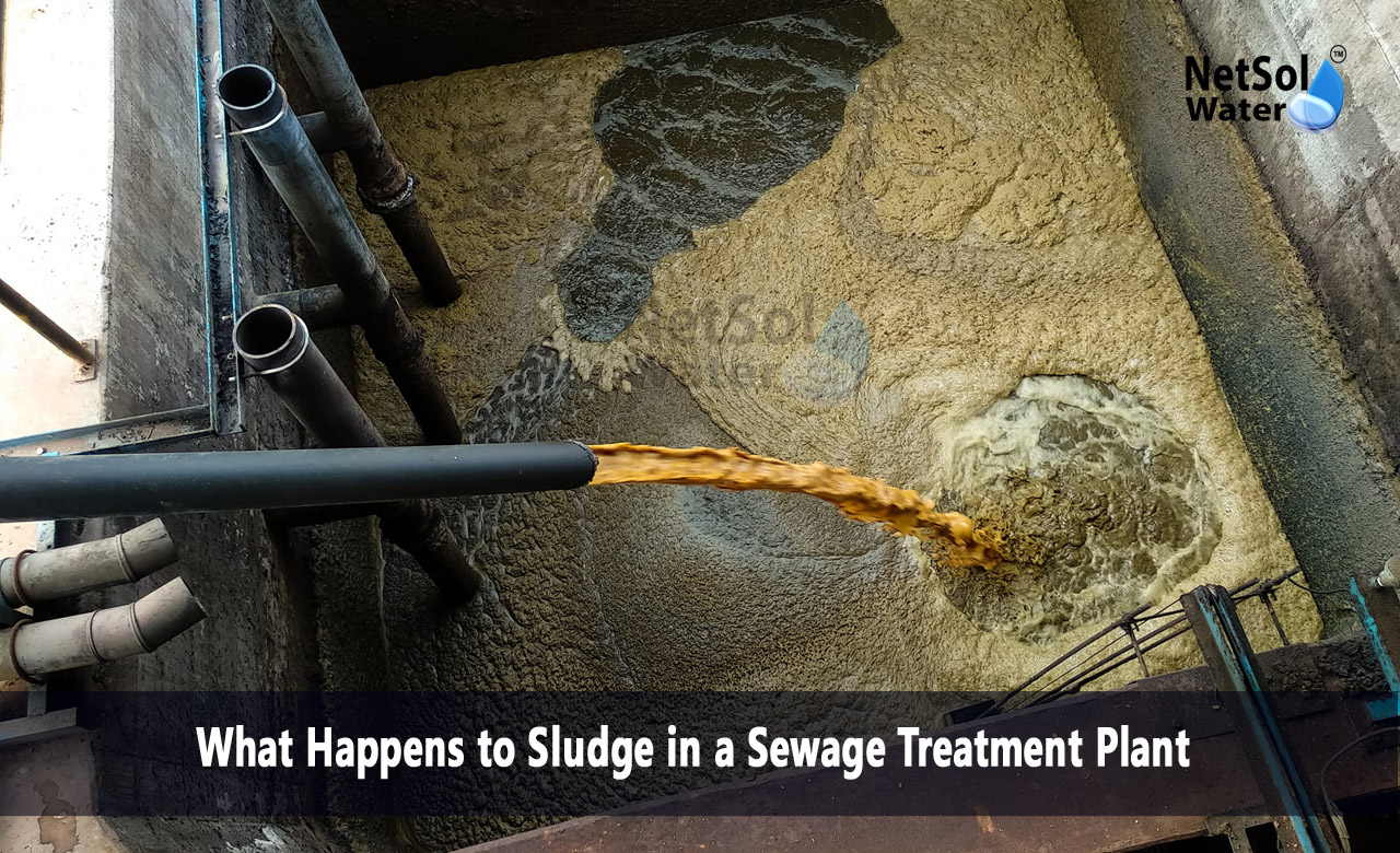 Where does sewage sludge end up, Where does waste activated sludge go, How is sludge decomposed in a wastewater treatment plant