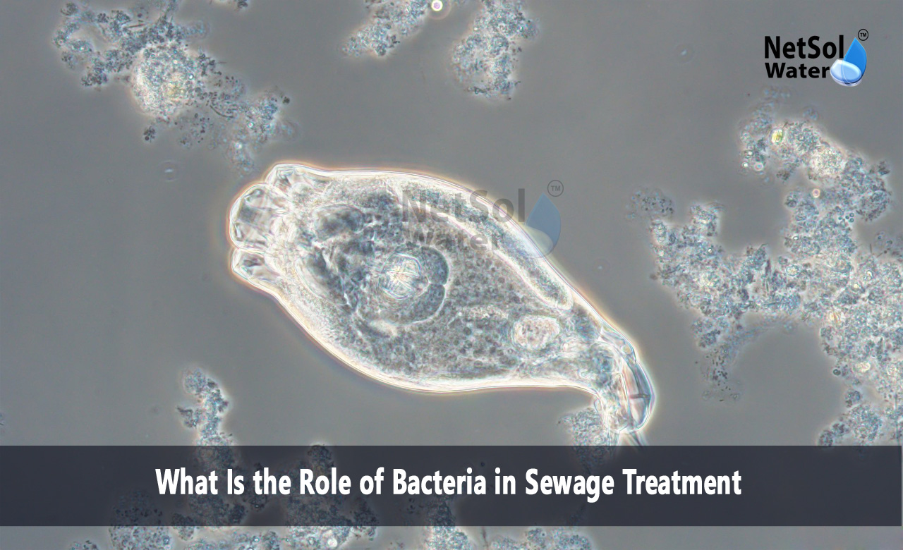 What is the role of bacteria in the sewage treatment, What is the role of bacteria in waste management, What is the name of the bacteria in the sewage treatment plant