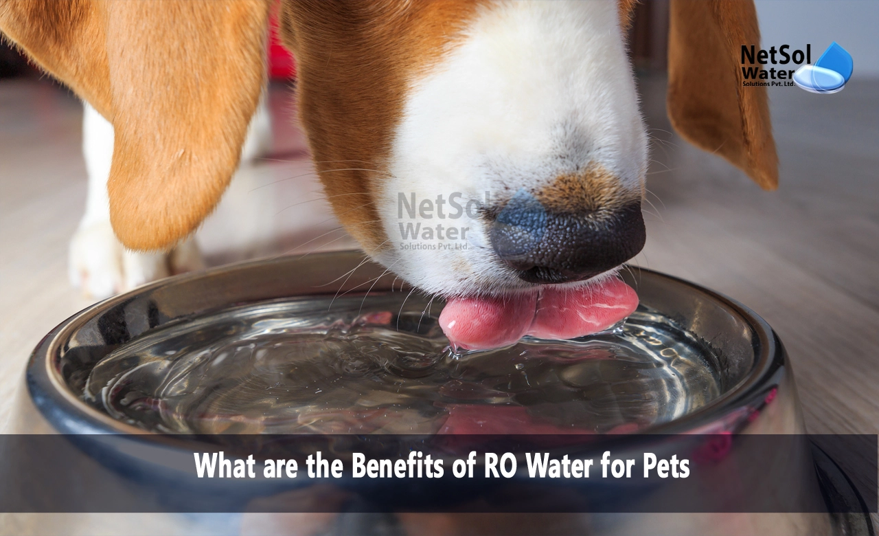 is reverse osmosis good for cats, world health organization reverse osmosis water, Benefits of RO Water for Pets