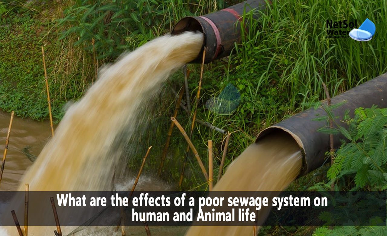 effects of sewage on human health, how to stop sewage pollution, causes of sewage pollution
