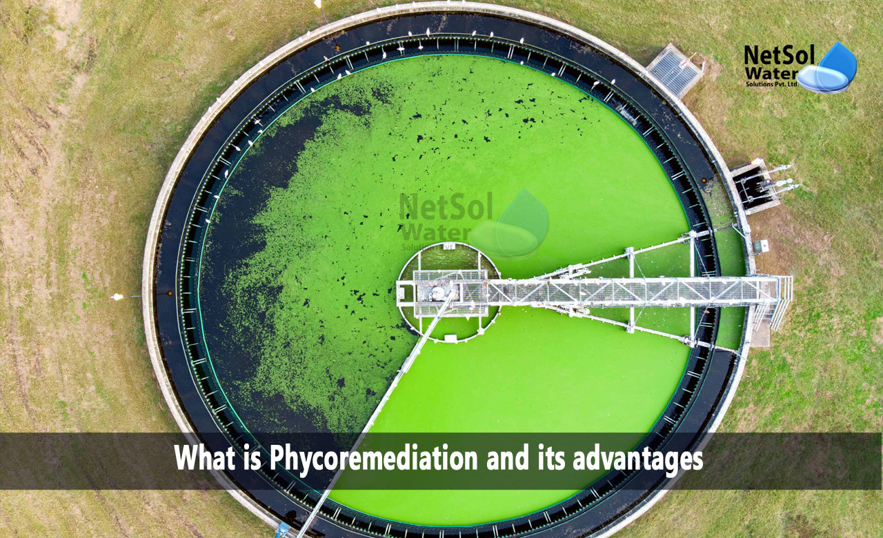 What is Phycoremediation and its advantages, Applications of Phycoremediation, Advantages of Phycoremediation